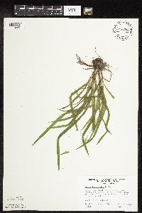 Carex hirtifolia image