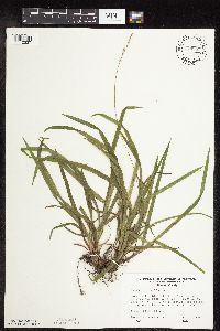 Carex hirtifolia image