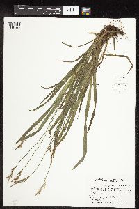 Carex hirtifolia image