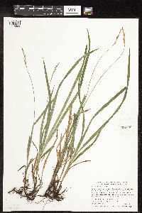 Carex hirtifolia image