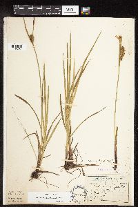 Carex houghtoniana image