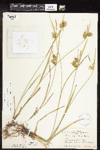 Carex hystericina image