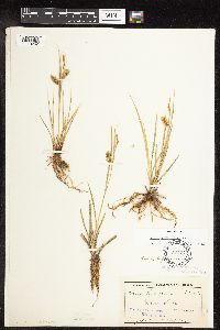 Carex hystericina image