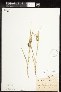 Carex hystericina image