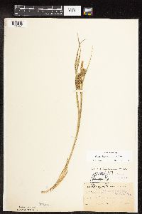 Carex hystericina image