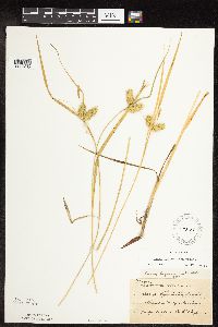 Carex hystericina image