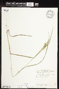 Carex hystericina image