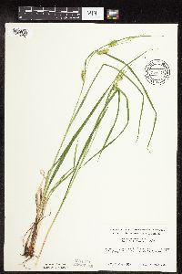 Carex hystericina image