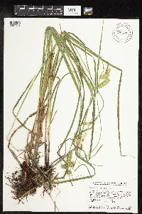 Carex hystericina image
