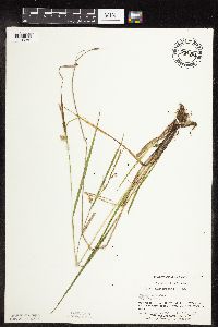 Carex hystericina image