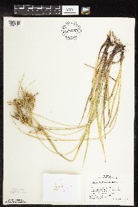 Carex hystericina image