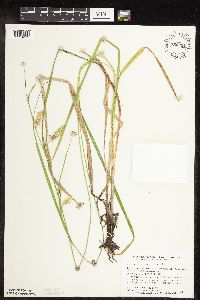 Carex hystericina image