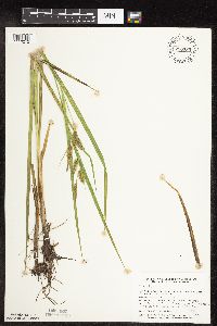 Carex hystericina image