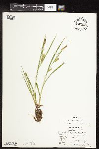 Carex hystericina image