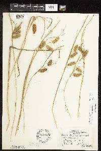 Carex hystericina image