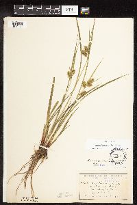 Carex hystericina image