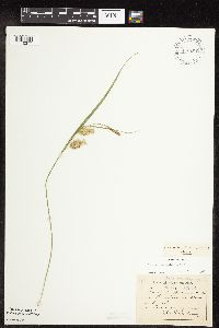 Carex hystericina image