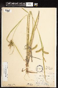 Carex hystericina image