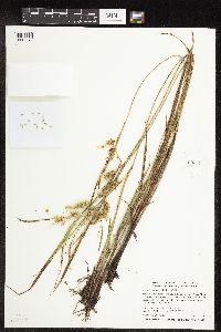 Carex hystericina image
