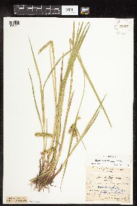 Carex hystericina image