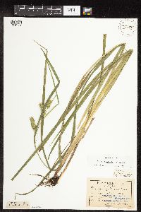 Carex hystericina image