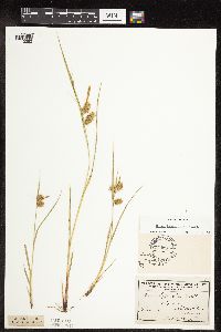 Carex hystericina image