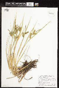 Carex hystericina image