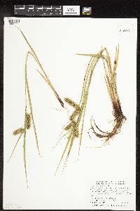 Carex hystericina image