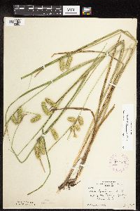 Carex hystericina image