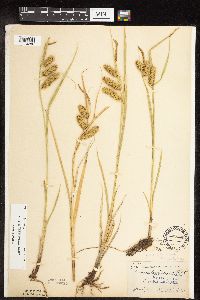 Carex hystericina image
