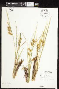 Carex hystericina image