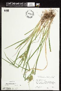 Carex hystericina image
