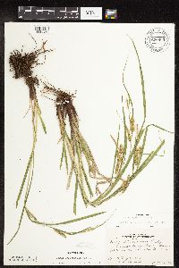 Carex hystericina image