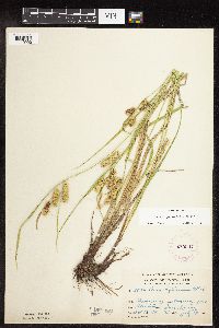 Carex hystericina image
