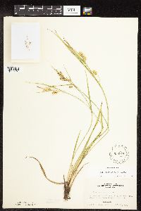 Carex hystericina image
