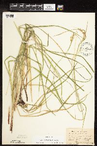Carex hystericina image