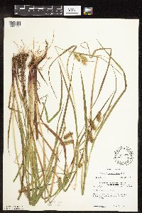 Carex hystericina image