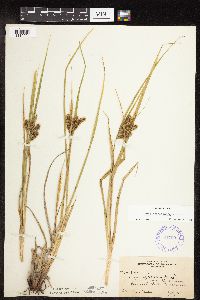 Carex hystericina image