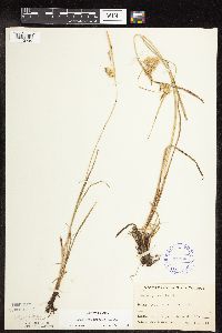 Carex hystericina image