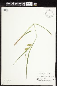 Carex hystericina image