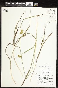 Carex hystericina image