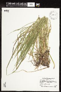 Carex hystericina image