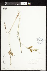 Carex hystericina image
