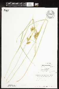 Carex hystericina image
