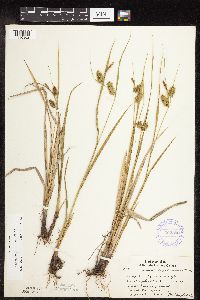 Carex hystericina image