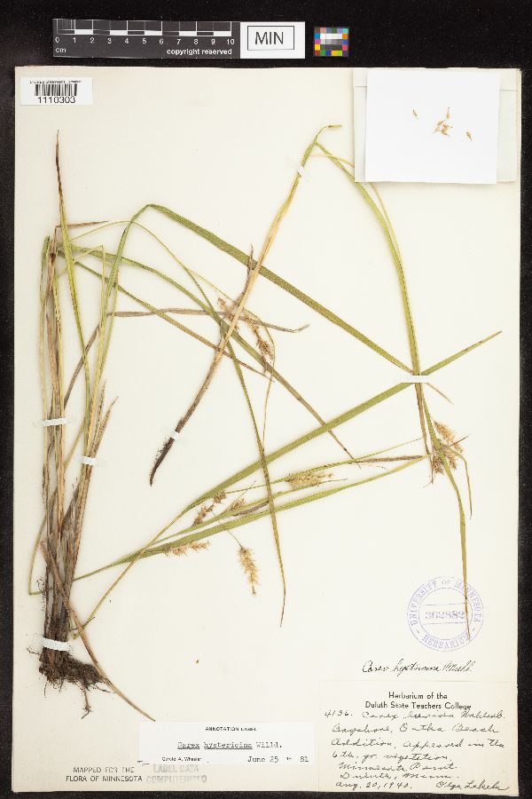 Carex hystericina image