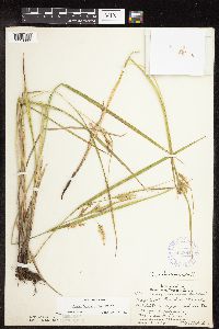 Carex hystericina image