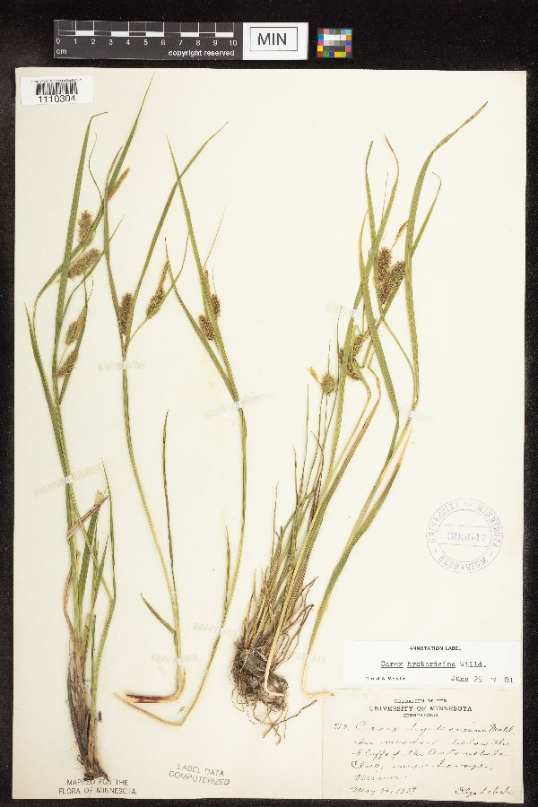 Carex hystericina image