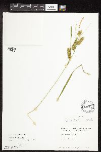 thumbnail image of current specimen