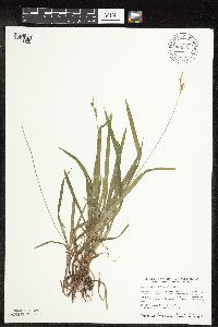 Carex hirtifolia image